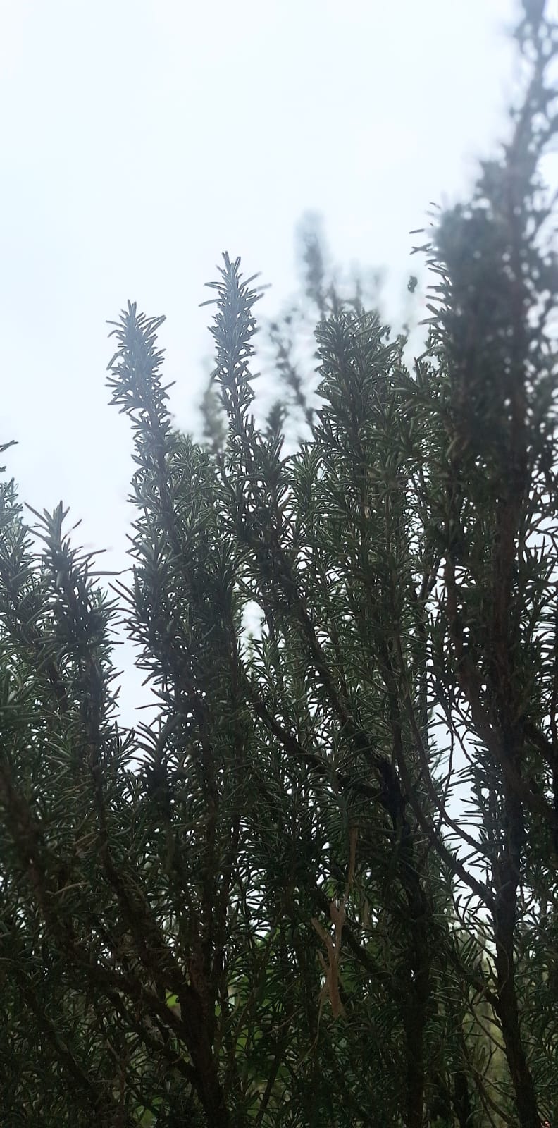 Llueve lento [poesía]